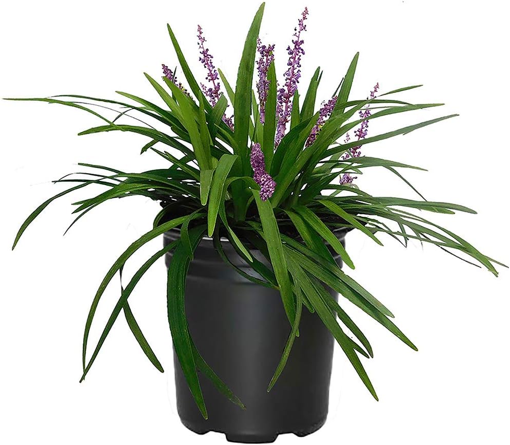 Liriope Plant 1 Gallon