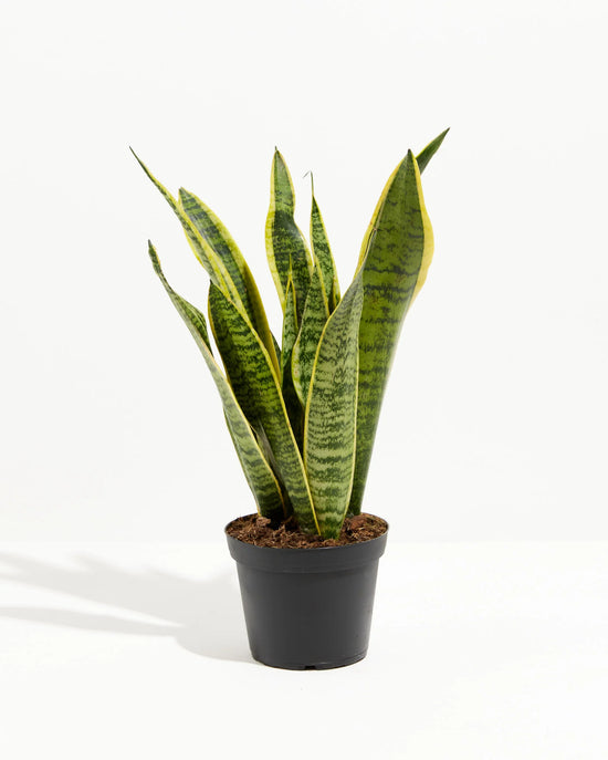 Sansevieria Laurentii Snake Plant 6"