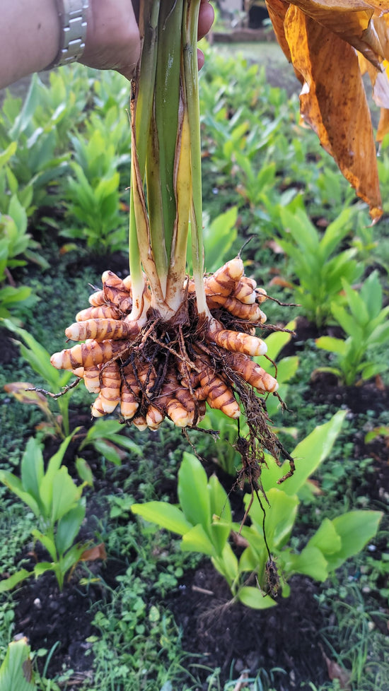 Turmeric (Curcuma)