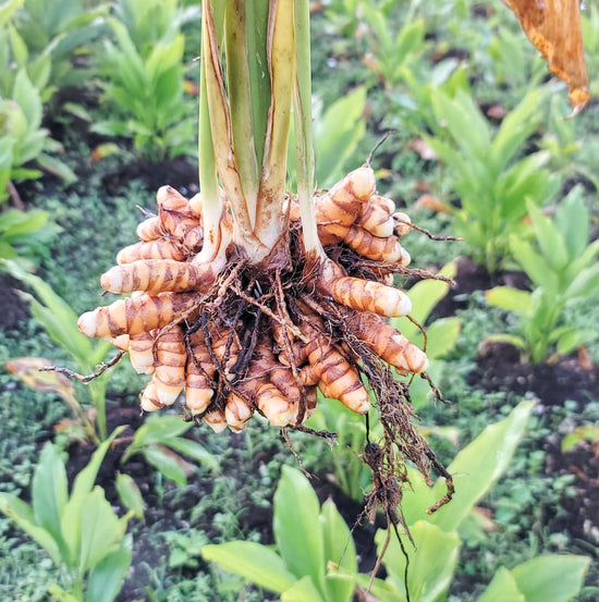 Turmeric (Curcuma)