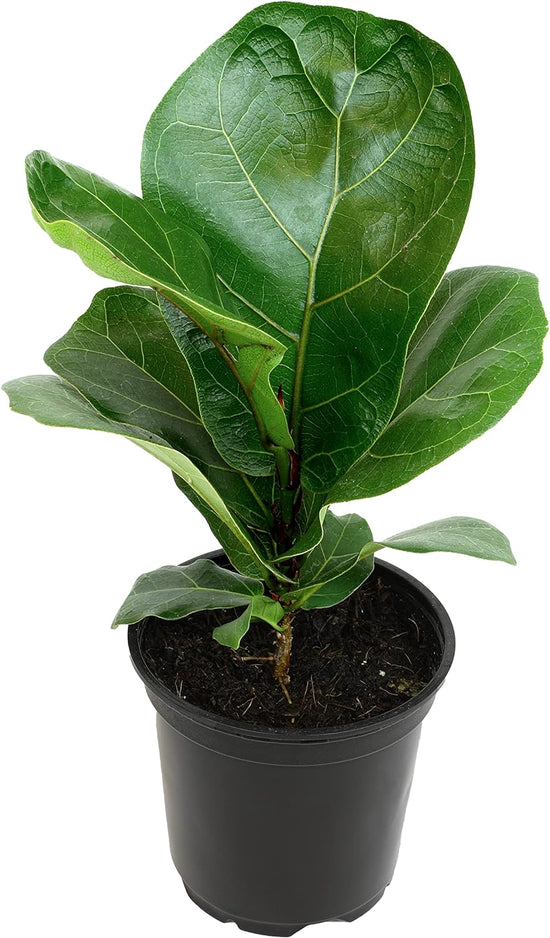 Ficus Lyrata 6"