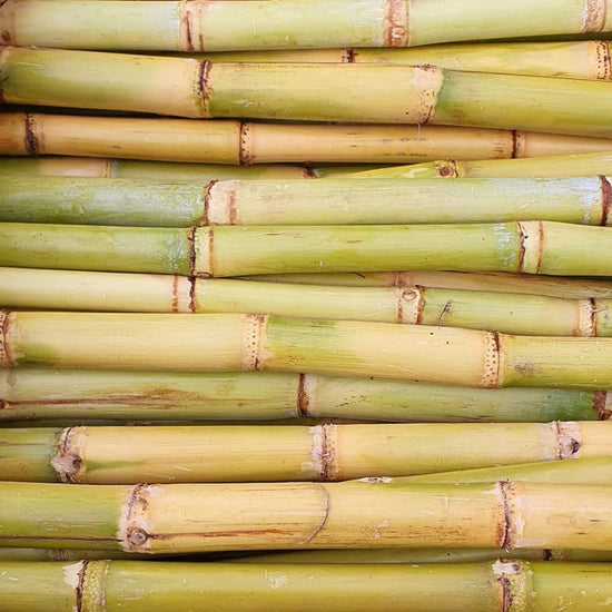 Sugarcane Seed