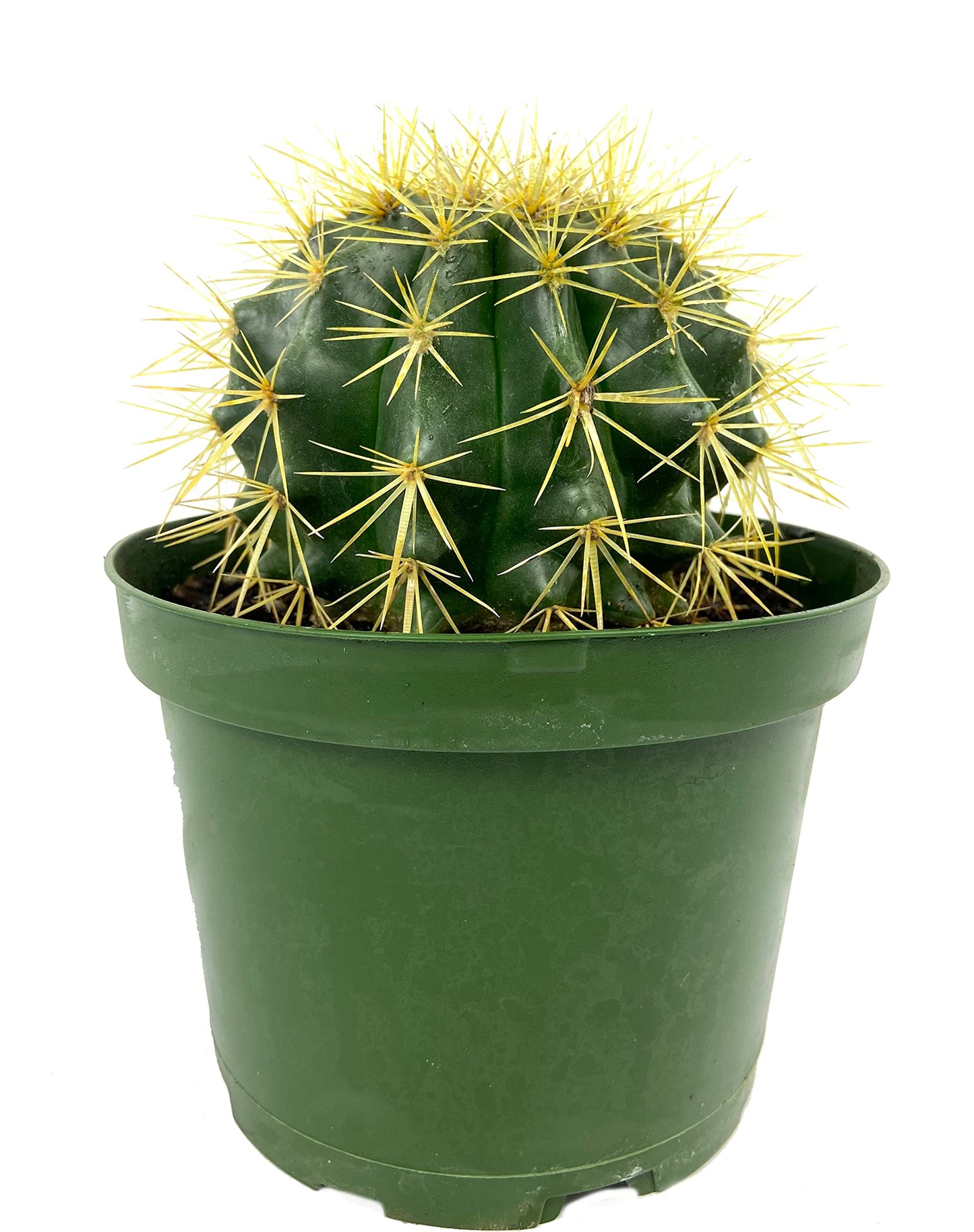 Cactus 4"