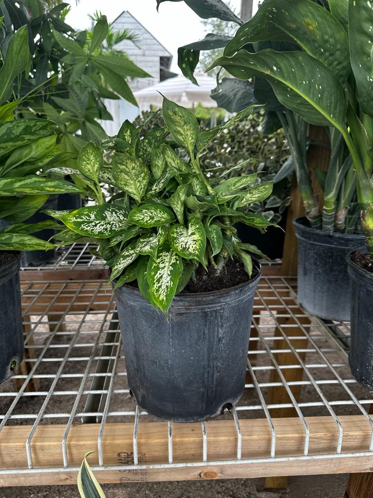 Load image into Gallery viewer, 8&amp;quot; Dumb Cane
