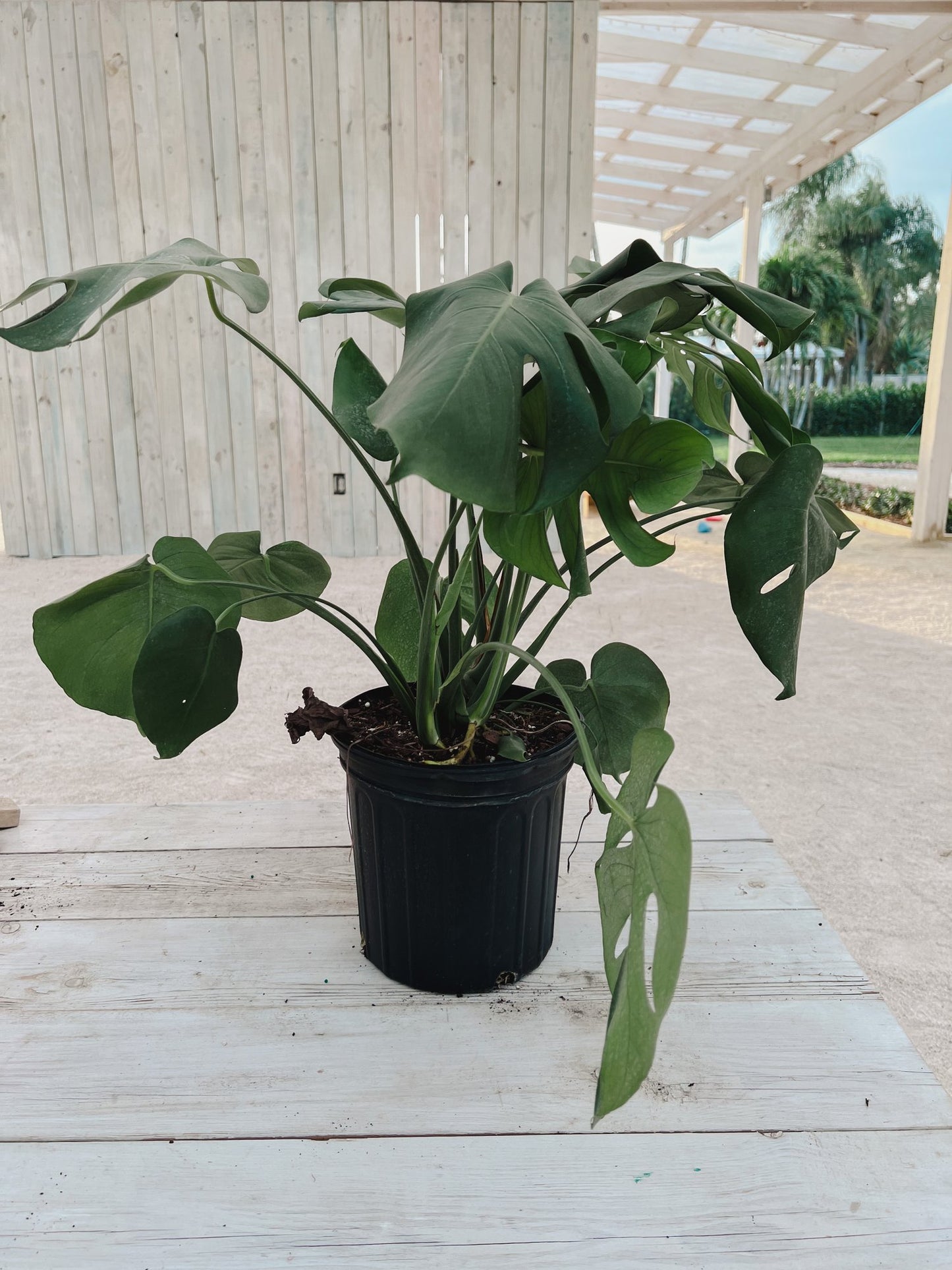 Load image into Gallery viewer, 8&amp;quot; Monstera
