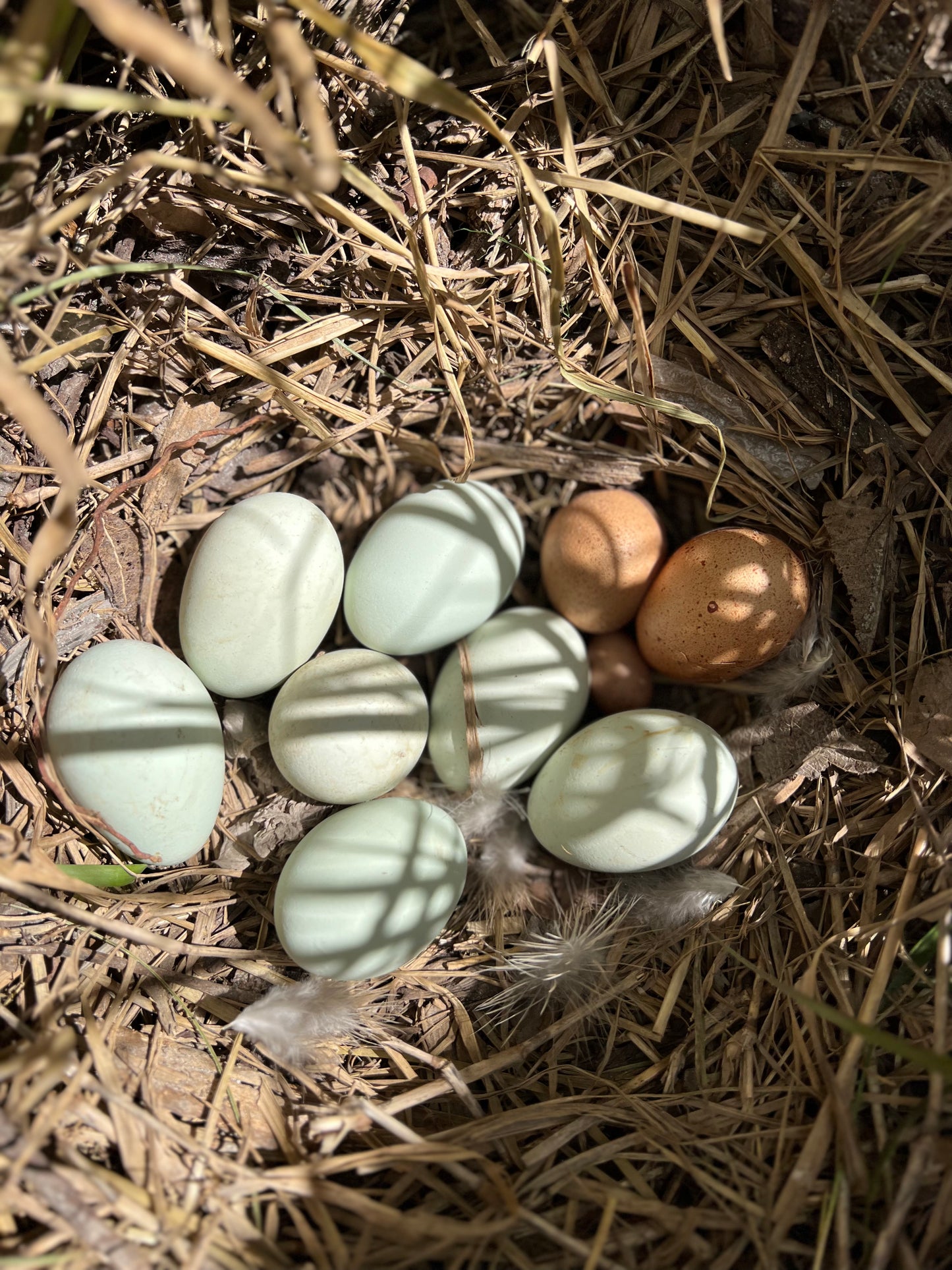 Fresh Farm Eggs - Dozen/12Ct (Local Pick Up Only)