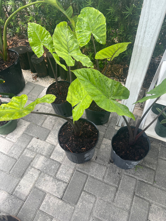 Asian Taro (Alocasia odora) 3 Gallons