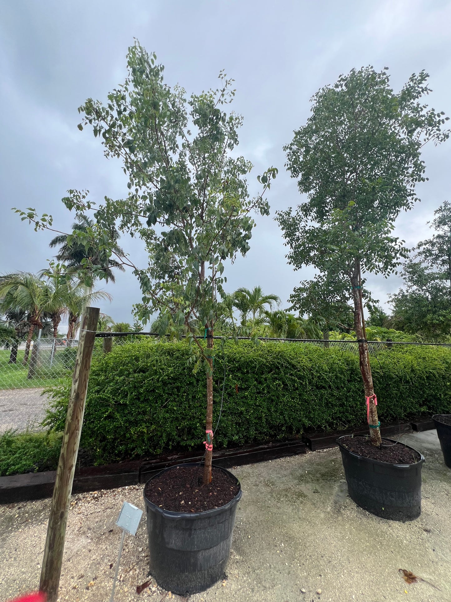 Mahogany Tree 65 Gallons