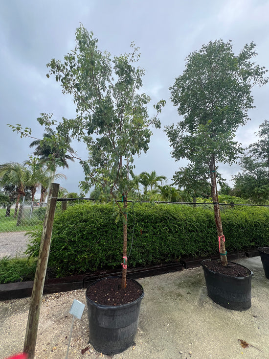 Mahogany Tree 65 Gallons