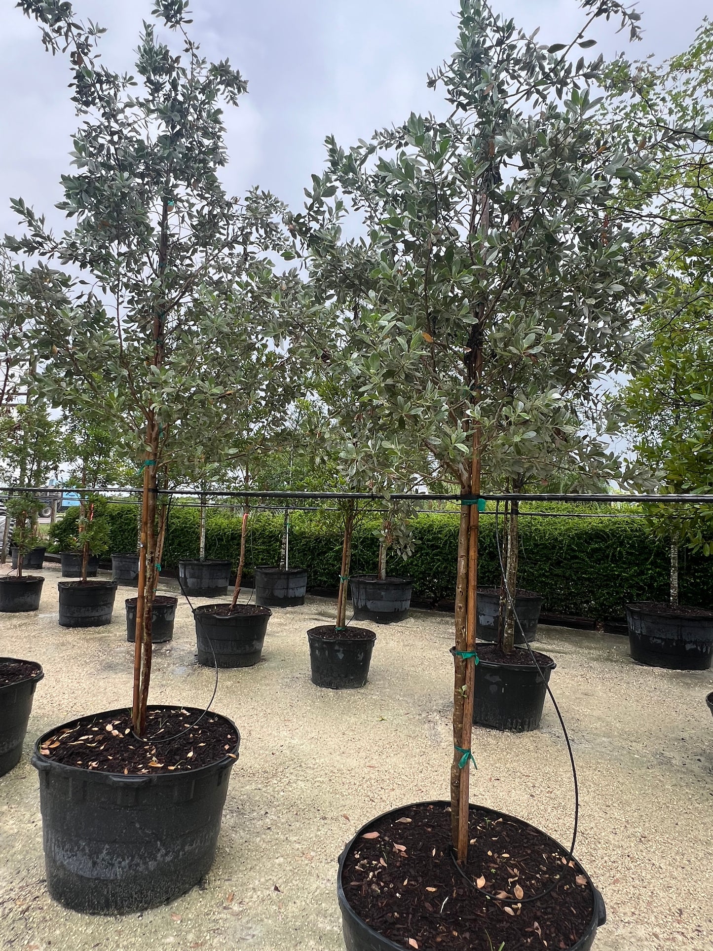 Silver Buttonwood Tree 15 Gallons