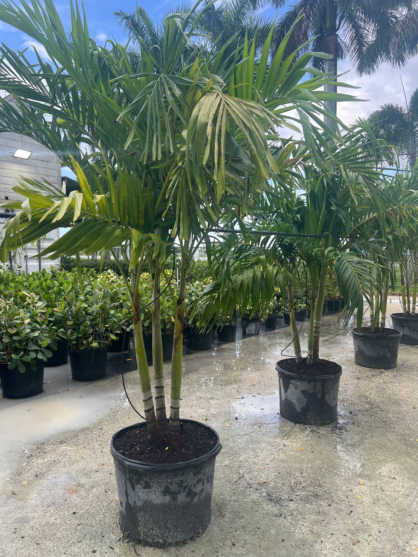 Christmas Palms 25 Gallons