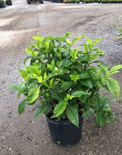 Wild Coffee Plant 3 Gallons