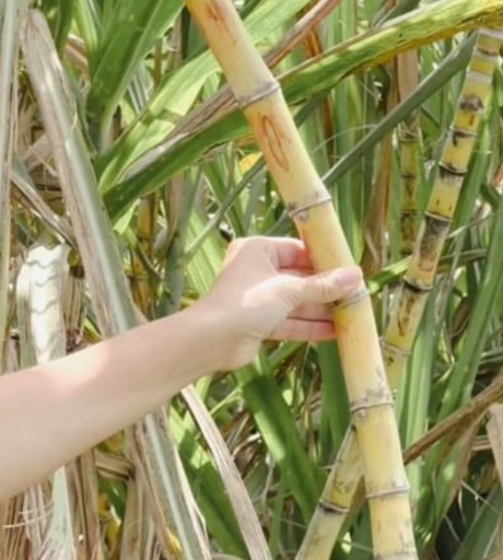 Organic Sugarcane/Tronco de Cana