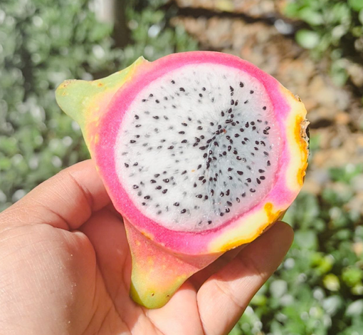 Organic Pitaya\Dragon Fruit