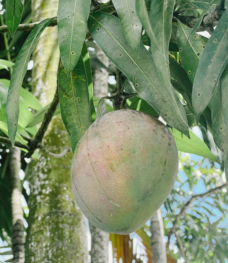 All Natural Mango
