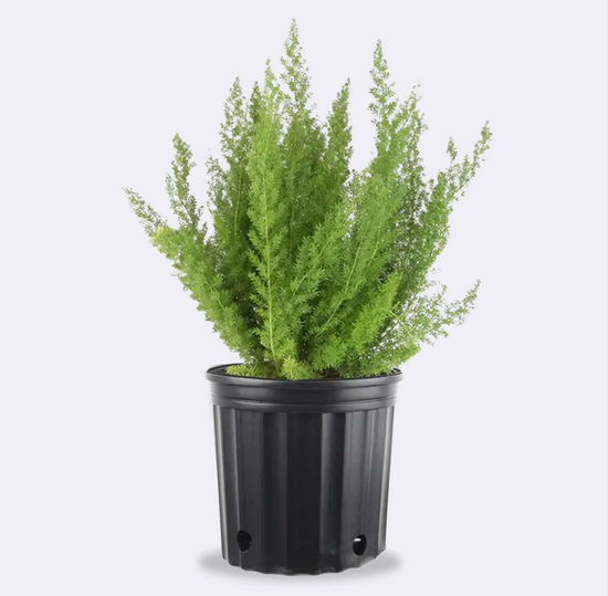 Load image into Gallery viewer, Foxtail Fern
