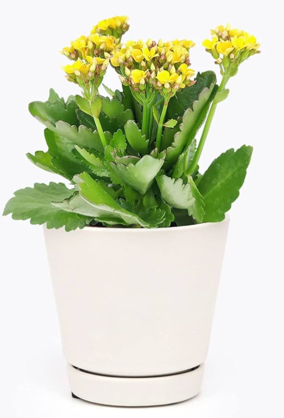 Widow's-thrill - Kalanchoe Yellow 1 Gal