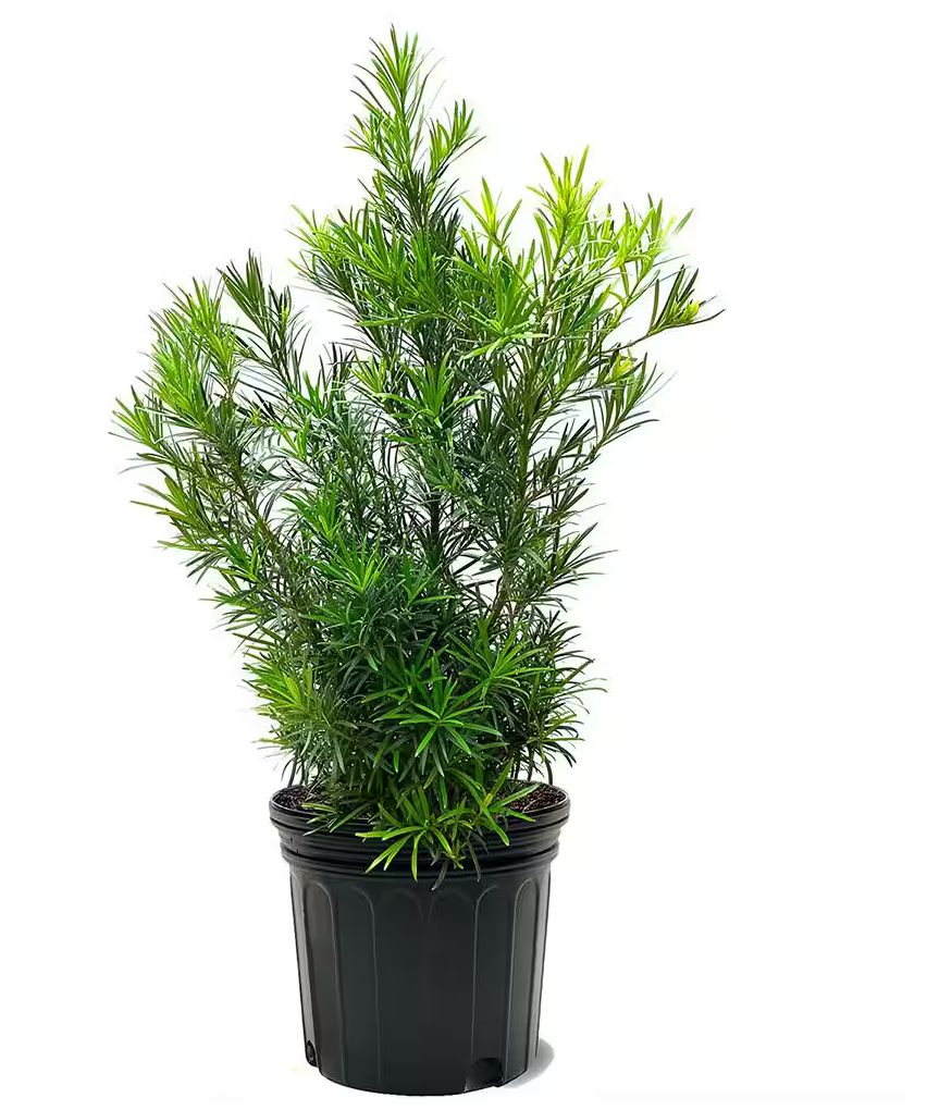 Podocarpus Hedge 3 Gallons