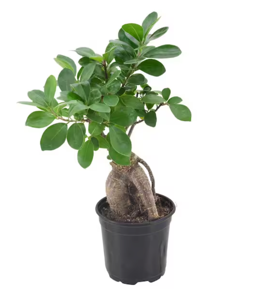 Ficus Microcarpa 6''