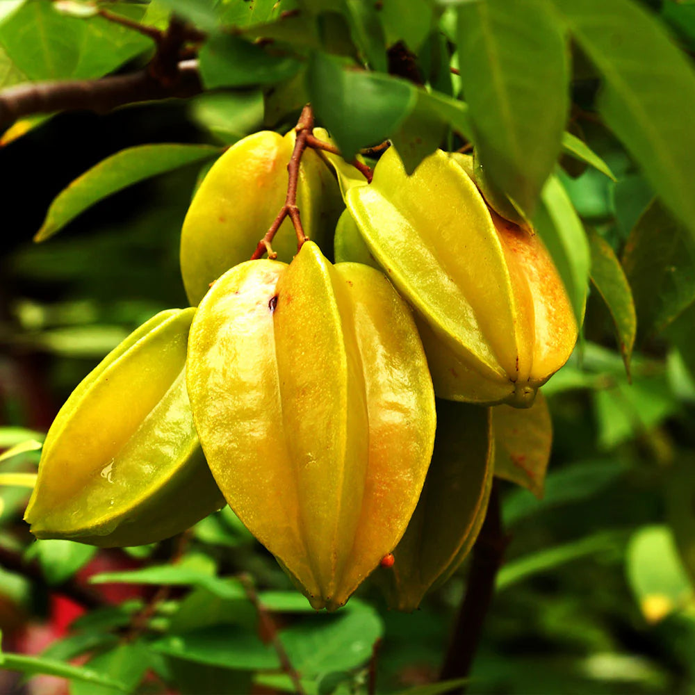 Carambola (Star Fruit) Tree 25 Gallons