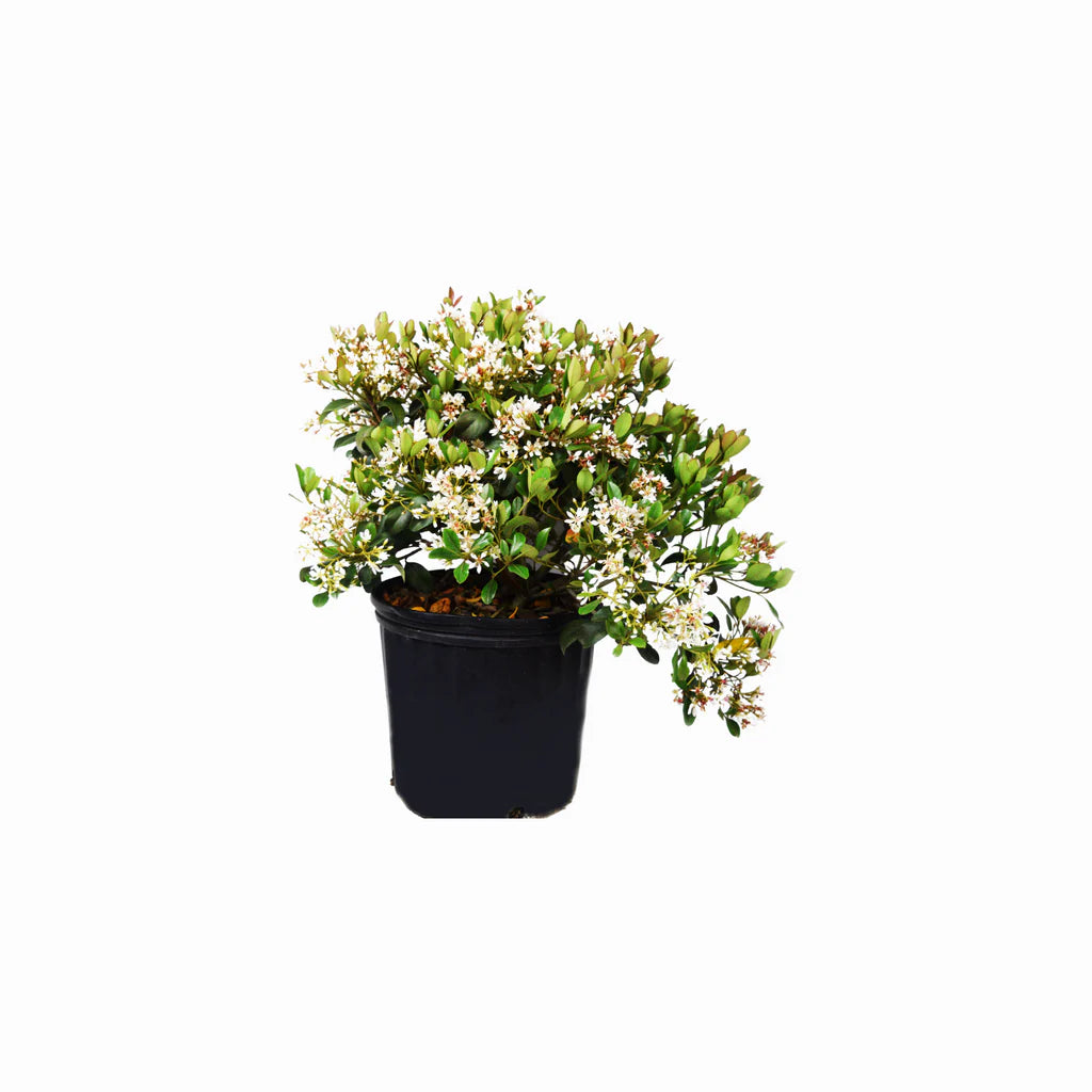 White Indian Hawthorn 3 Gallons