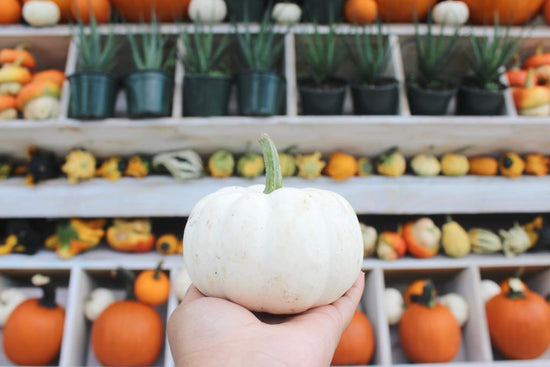 Load image into Gallery viewer, White Pumpkins
