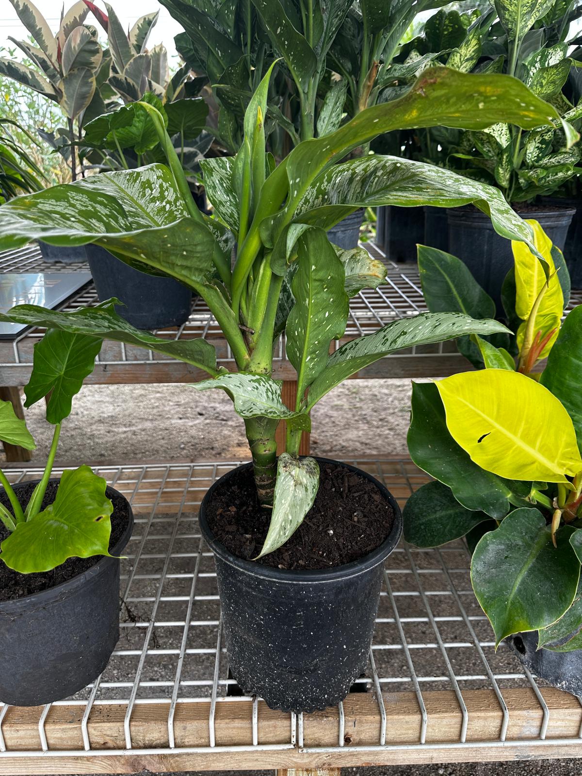 Load image into Gallery viewer, 8&amp;quot; Aglaonema
