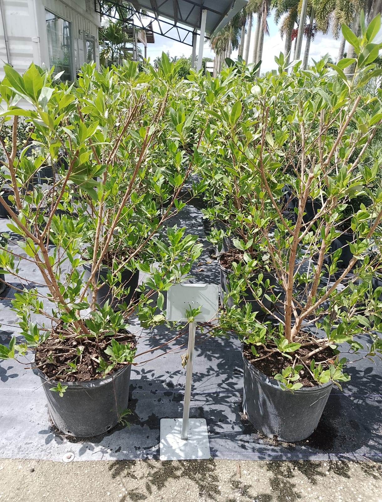 Green Buttonwood Tree 7 Gallons