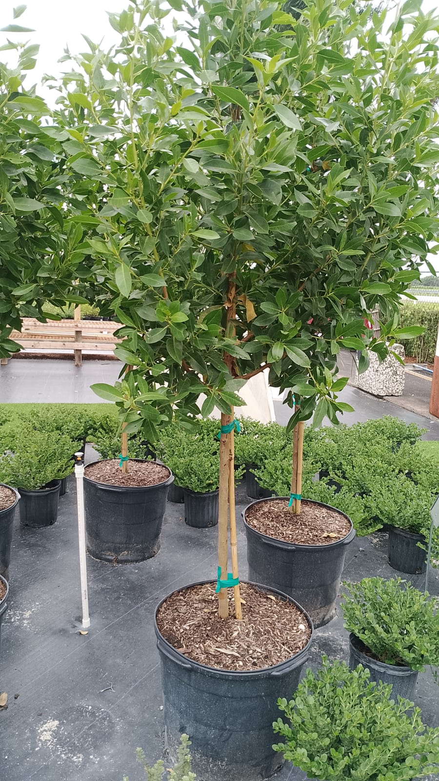 Green Buttonwood Tree 15 Gallons