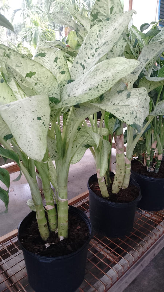 Dieffenbachia Vesuvius 7 Gallons