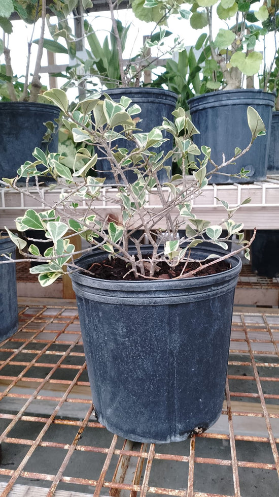 Ficus Triangularis 3 Gallons