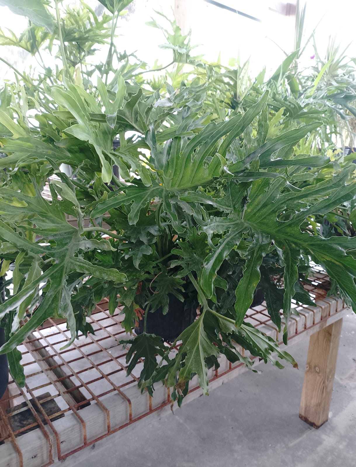 Philodendron Selloum 3 Gallons