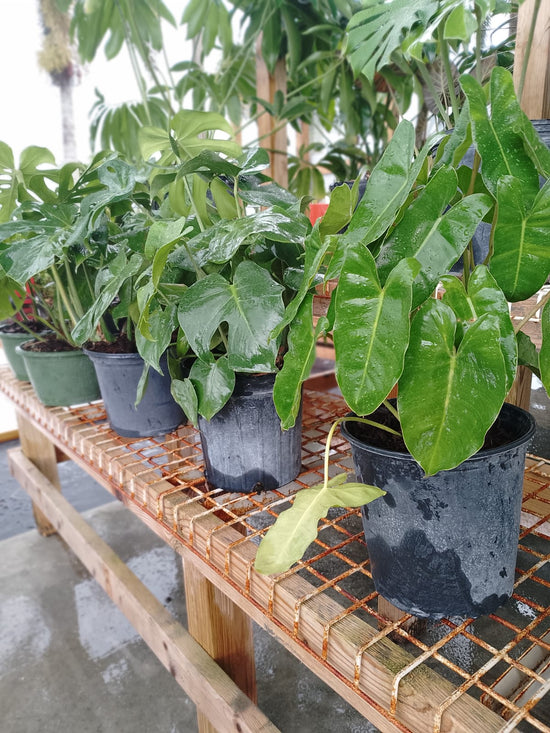 Philodendron 'Burle Marx' 3 Gallons