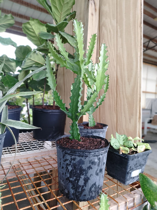 Euphorbia Lactea - Milk Hedge - Succulent 3 Gallons