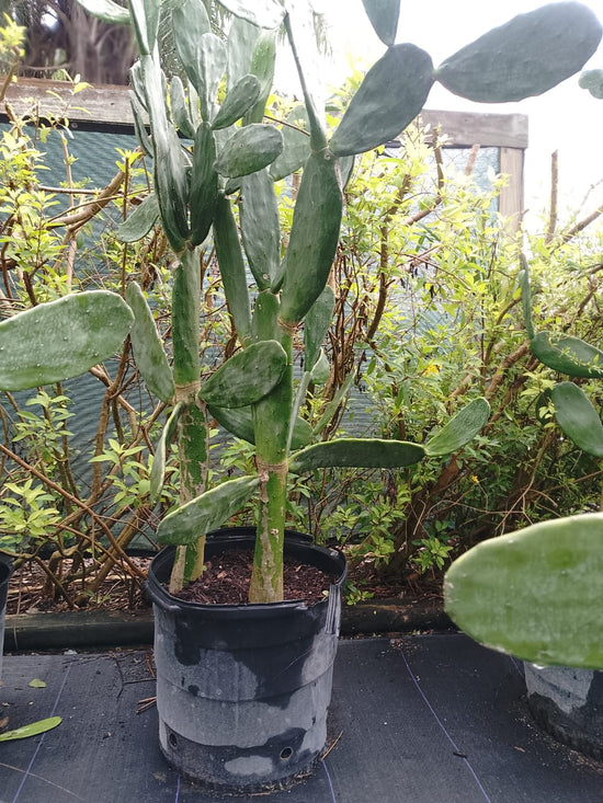 Nopal Cactus 15 Gallons