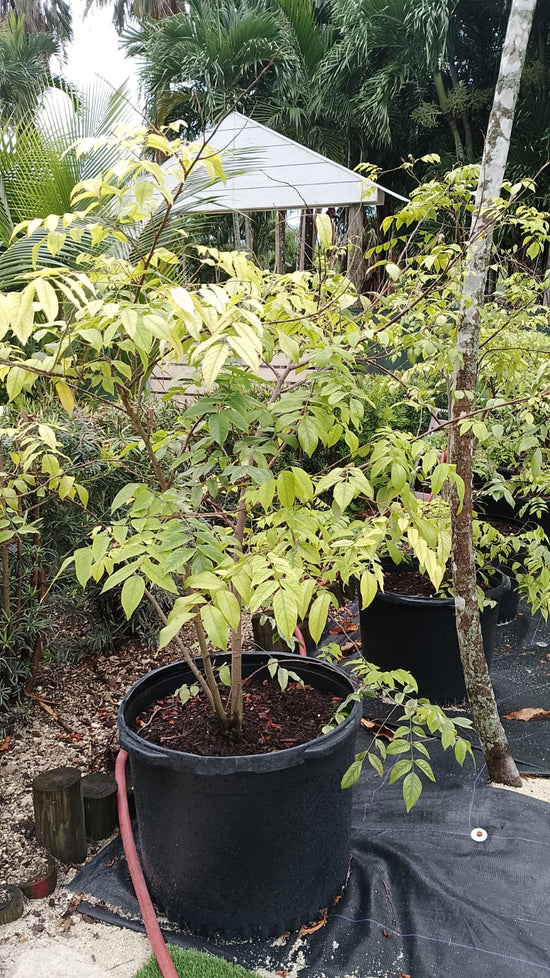 Carambola (Star Fruit) Tree 25 Gallons