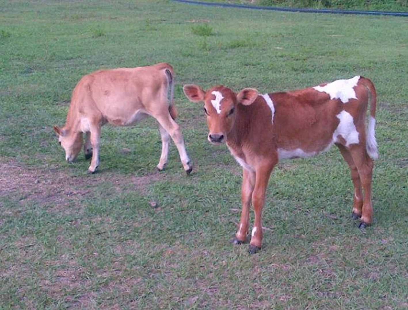 Raw Grass Fed Milk Greek Yogurt Quart