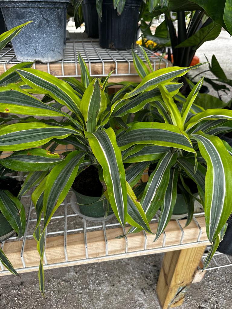 Load image into Gallery viewer, 6&amp;quot; Dracaena
