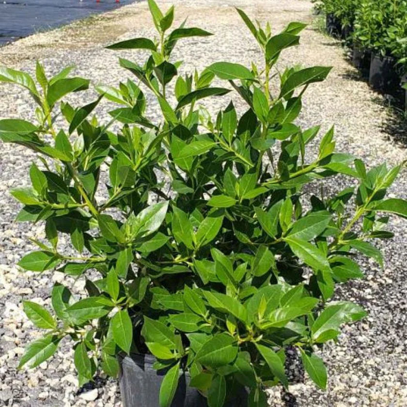 Green Buttonwood Tree 3 Gallons