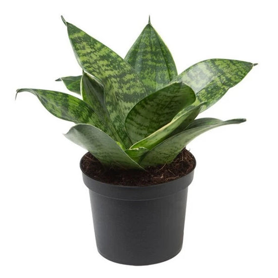 Sansevieria Futura Robusta 4"