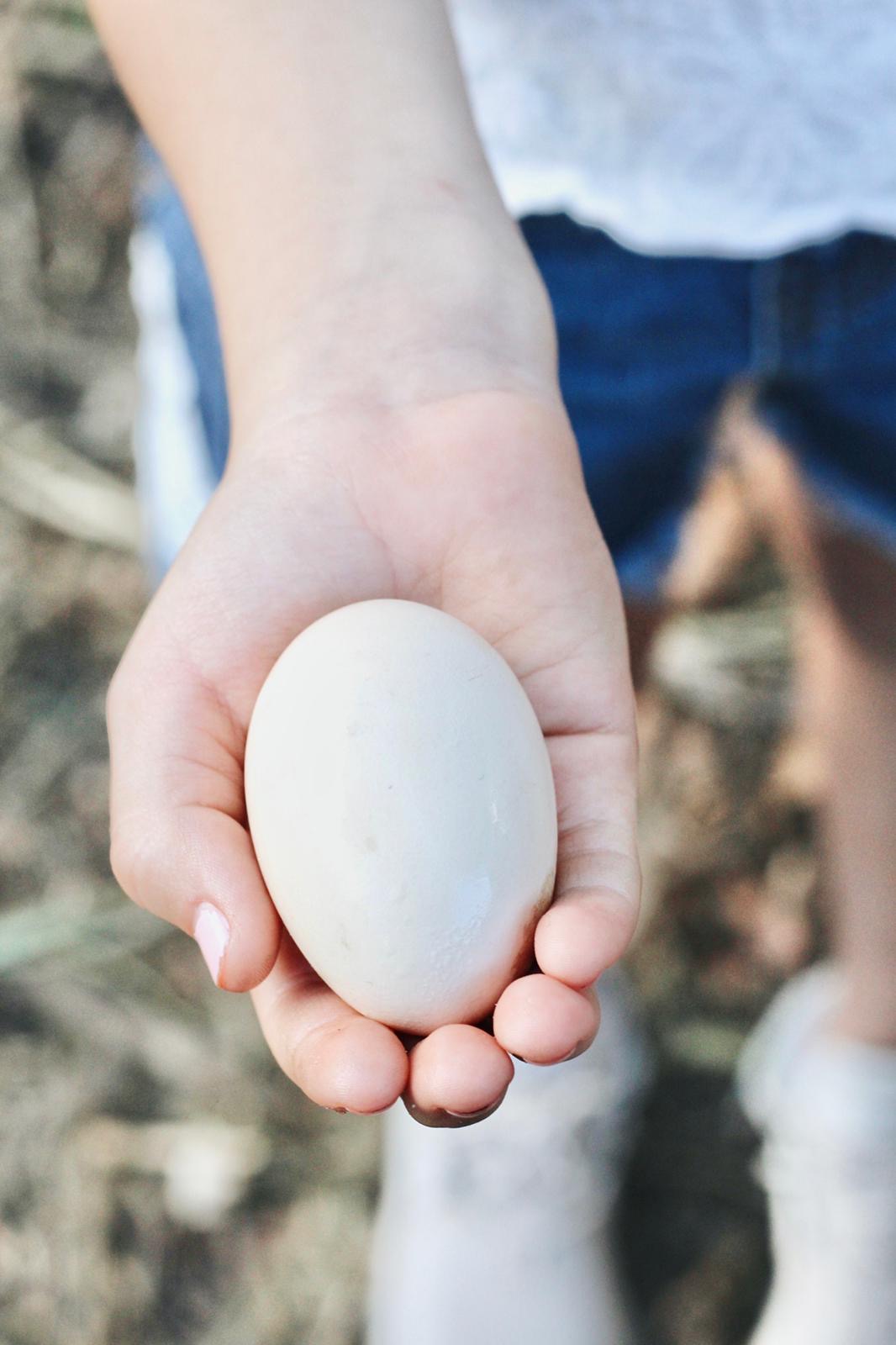 Fresh Farm Eggs - Dozen/12Ct (Local Pick Up Only)