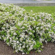 White Indian Hawthorn 3 Gallons