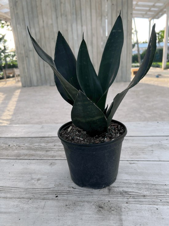 Load image into Gallery viewer, 6&amp;quot; Sansevieria Black Dragon
