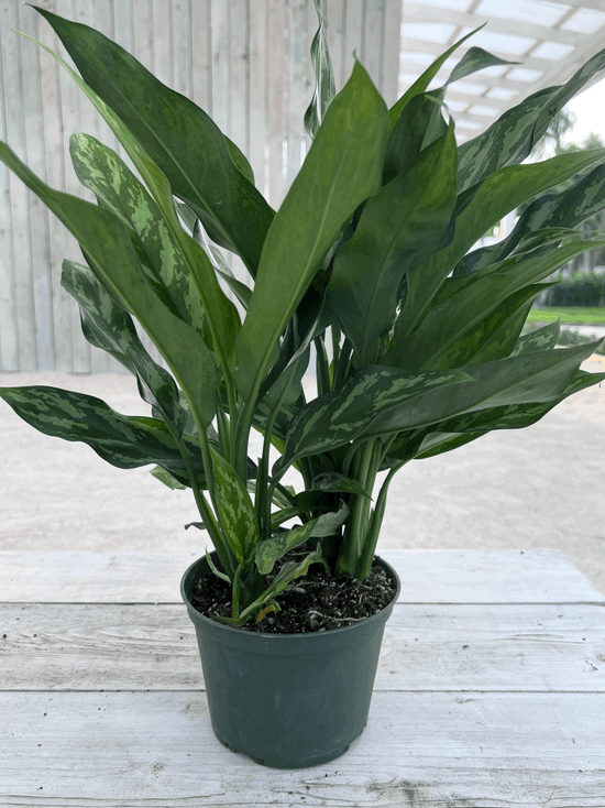 Load image into Gallery viewer, 6&amp;quot; Aglaonema Mary Ann
