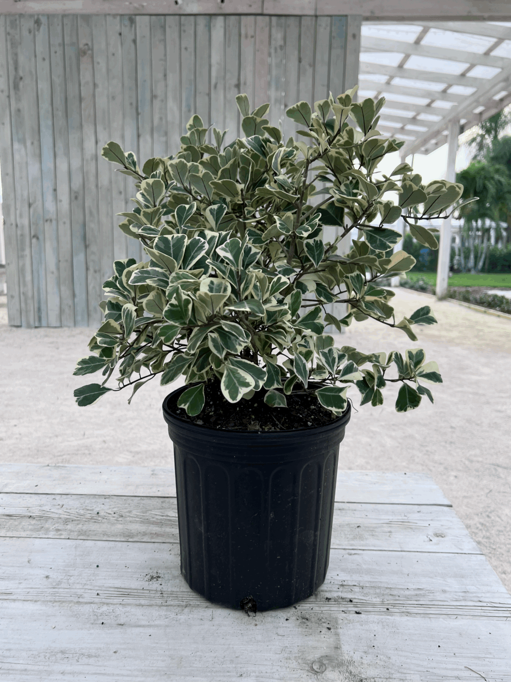 Load image into Gallery viewer, 8&amp;quot; Ficus Triangularis Variegated
