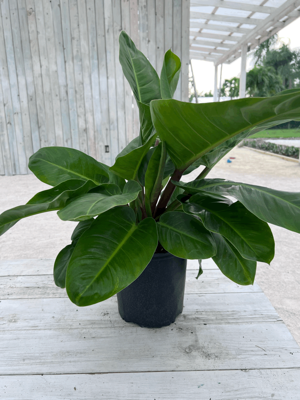8" Philodendron Imperial Green