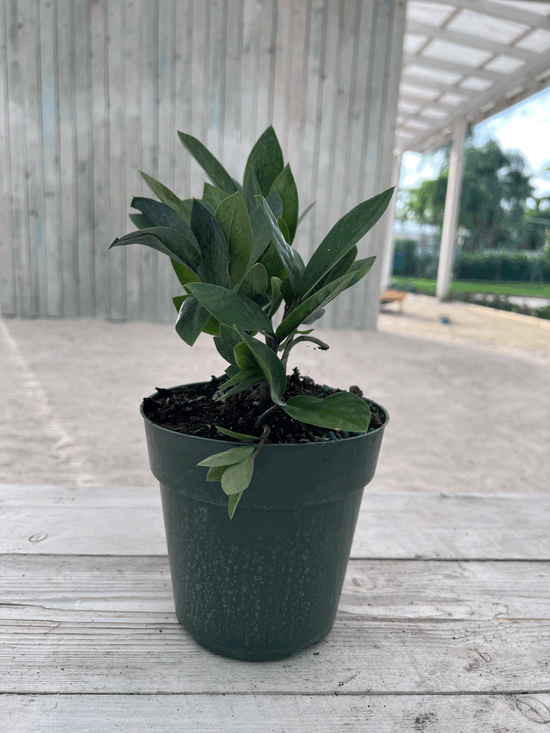 Load image into Gallery viewer, 6&amp;quot; Zz Plant
