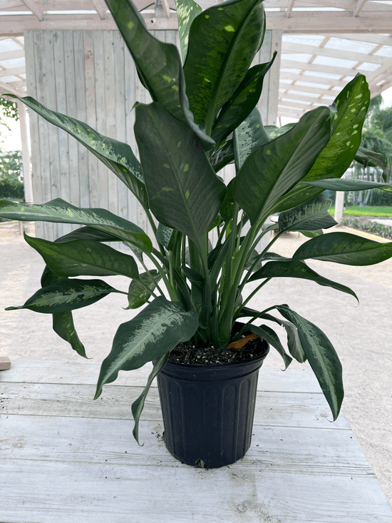 Load image into Gallery viewer, 8&amp;quot; Dieffenbachia Panther
