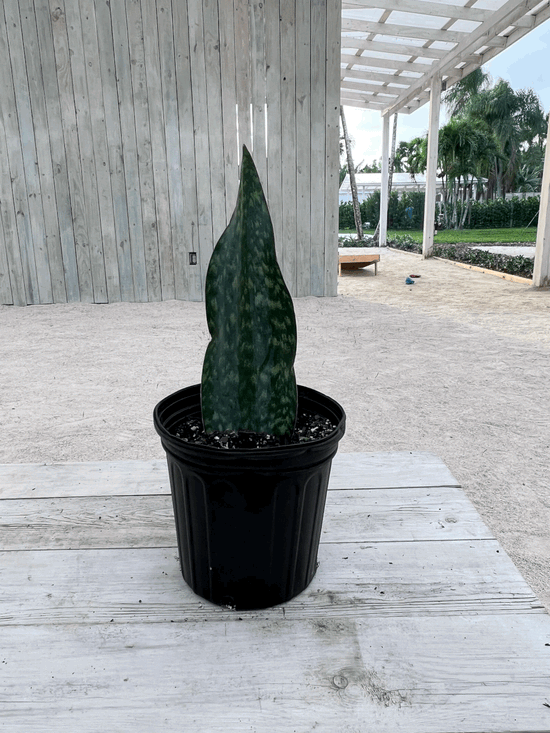 Load image into Gallery viewer, 8&amp;quot; Sansevieria Whale Fin
